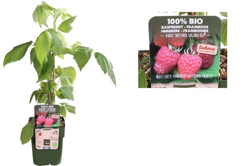 [F1010] Raspberry Bush - ORG