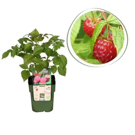 [F1010] Raspberry Bush - ORG