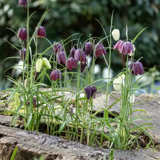 [A9026] Fritillaria Meleagris - Chess Flower - ORG