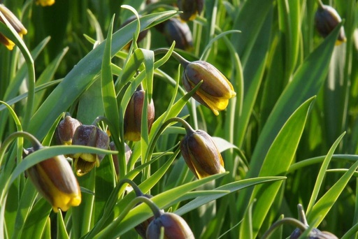 [A9040] Fritillaria Uva-Vulpis - ORG