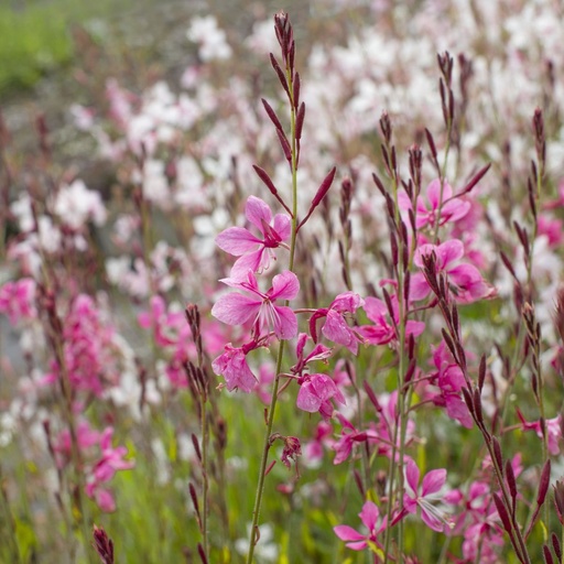 [X8050] Gaura Gambit Rose - ORG
