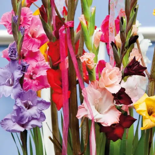[B2001] Gladiolus Mix - ORG