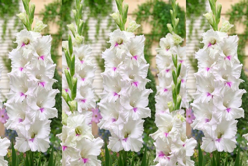 [B2010] Gladiolus Norma Jean - ORG