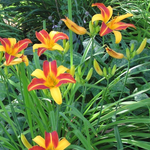 [B8015] Hemerocallis Frans Hals - ORG
