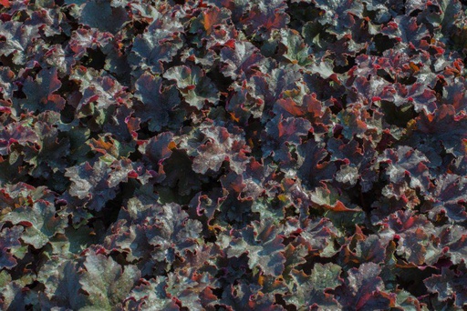 [X8017] Heuchera Chocolate Ruffles - ORG