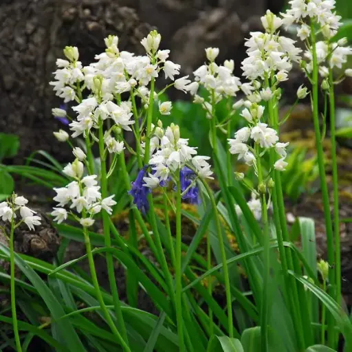 [A9003] Bluebells White - Hyacinthoïdes Hisp. - ORG