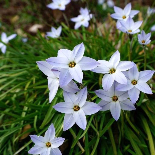 [A9011] Ipheion Uniflorum - Spring Starflower - ORG