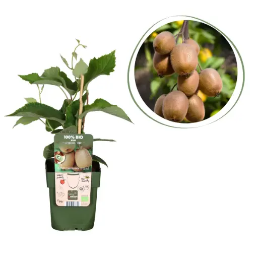 [F1009] Kiwi plant Jenny - ORG
