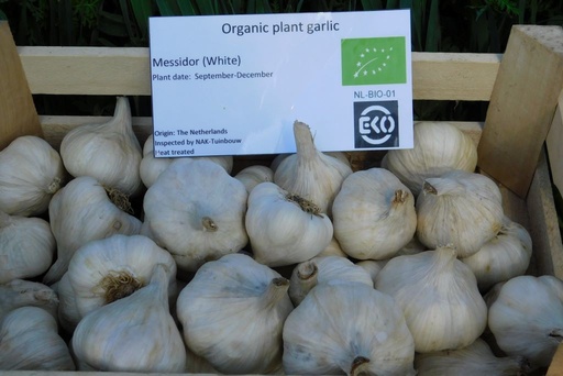 [A9059] Garlic Messidor - ORG 