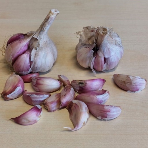 [A9060] Garlic Morado - ORG 