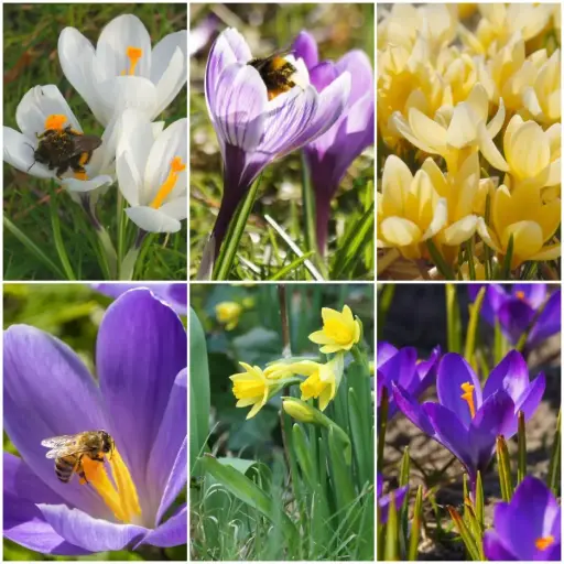 [AM99036] Queen Appetizers Bee banquet - ORG