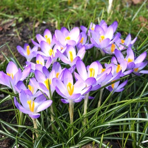 [A2102] Crocus tommasinianus Barrs Purple - ORG