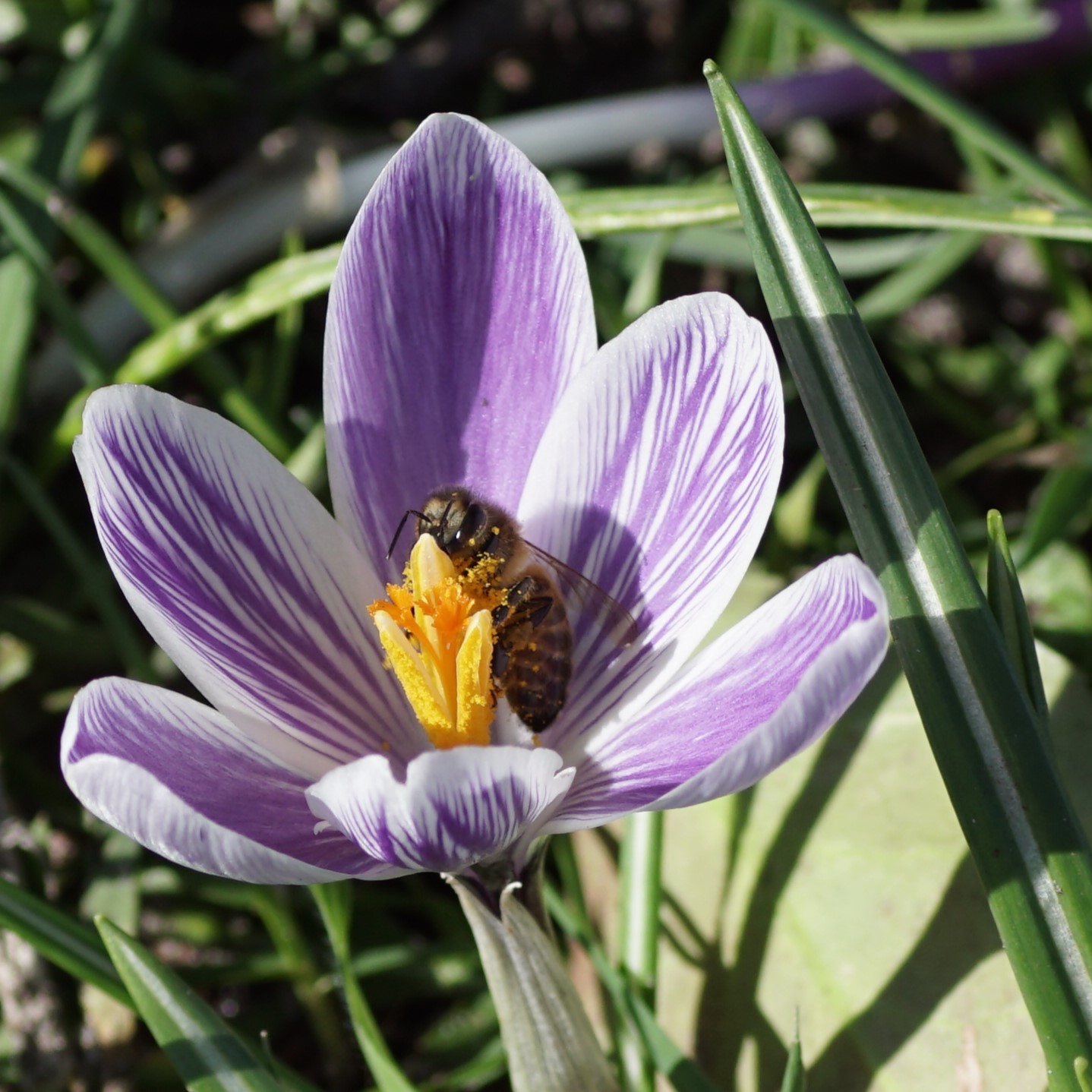 [A2005] Crocus vernus King of Striped - ORG