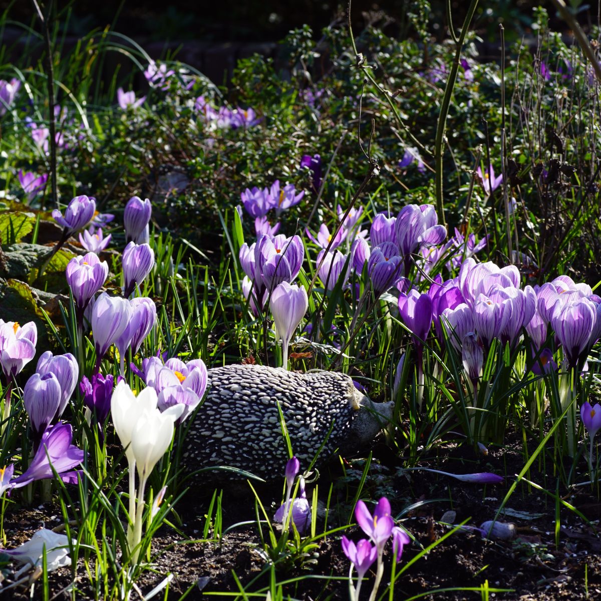 [A2006] Crocus Mix Purple-White - ORG