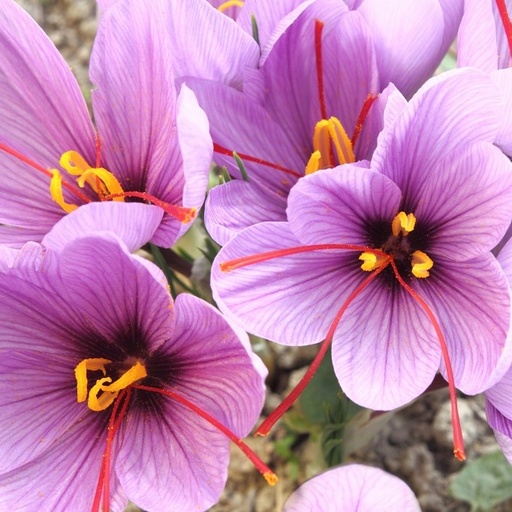 [A8001] Crocus Sativus - Autumn Crocus - ORG
