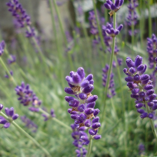 [X8020] English lavender - Lavandula angustifolia Hidcote - ORG