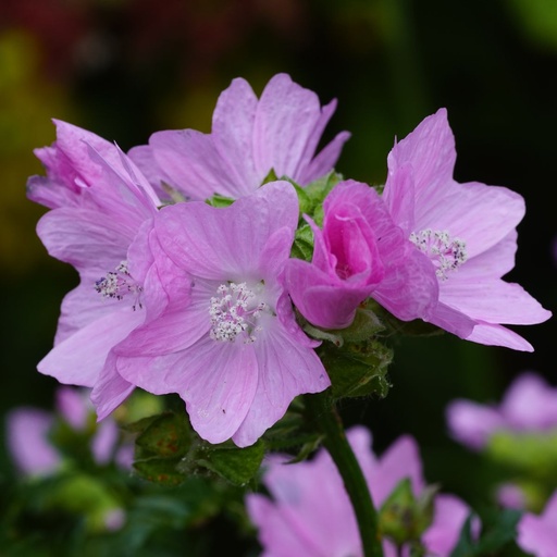 [X8023] Malva Moschata - ORG