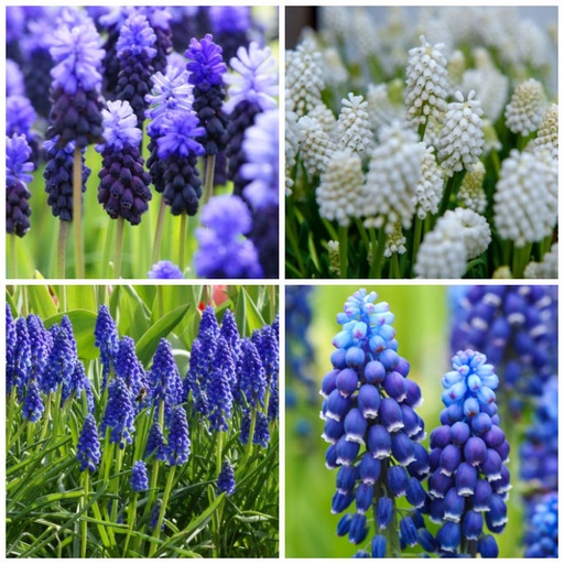 [A9035] Grape Hyacinths - Muscari Mix Blue-White - ORG