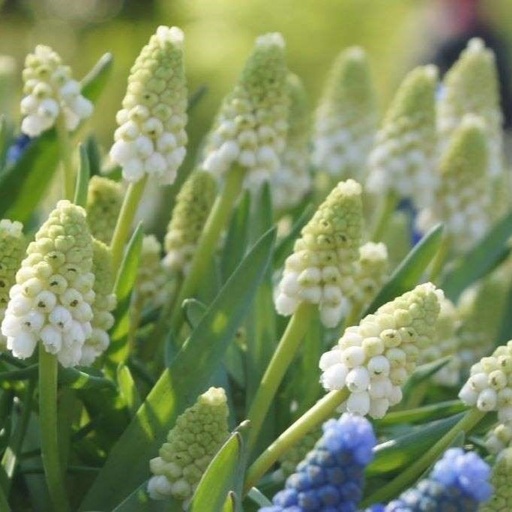 [A9063] Grape Hyacinth - Muscari White Magic - ORG