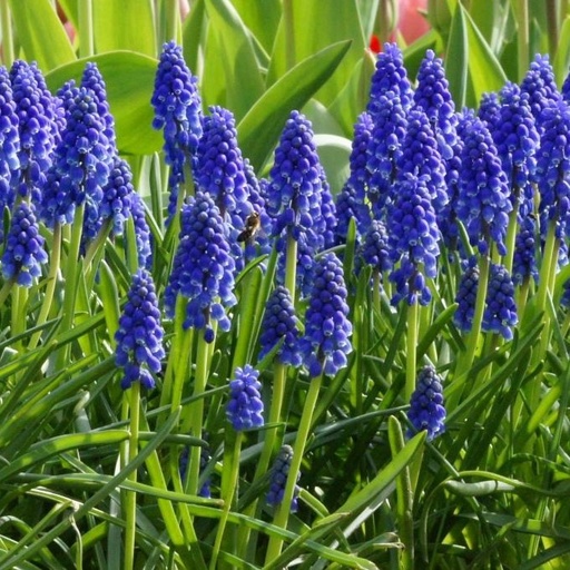 [A9001] Grape Hyacinth - Muscari Armeniacum - ORG