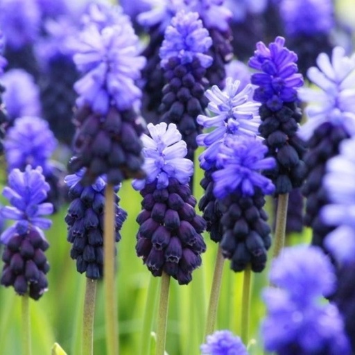 [A9023] Grape Hyacinth - Muscari Latifolium - ORG 