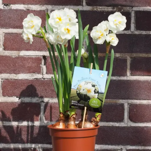 [P1006] Potted Daffodil Bridal Crown - ORG