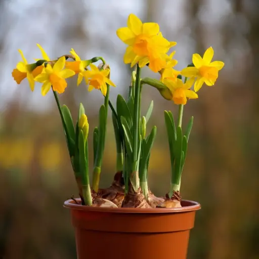 [P1002] Narcis Tete-a-Tete op pot - BIO
