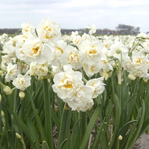 [A3001] Daffodil - Narcissus Bridal Crown - ORG