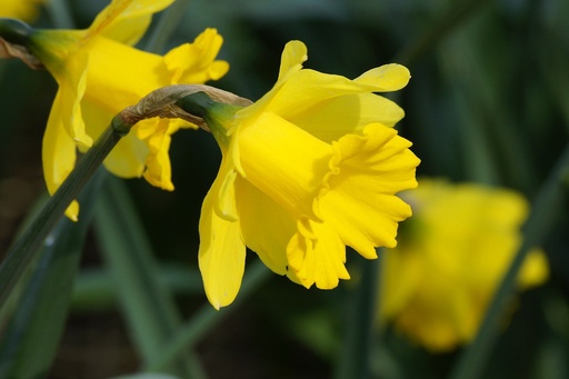 [A3021] Daffodil - Narcissus Dutch Master - ORG