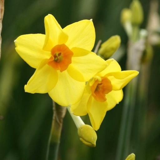 [A3016] Narcissus Martinette - ORG