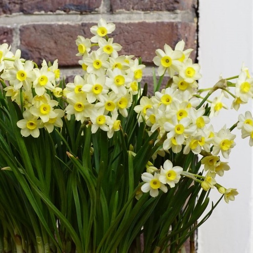 [A3013] Narcissus Minnow - ORG