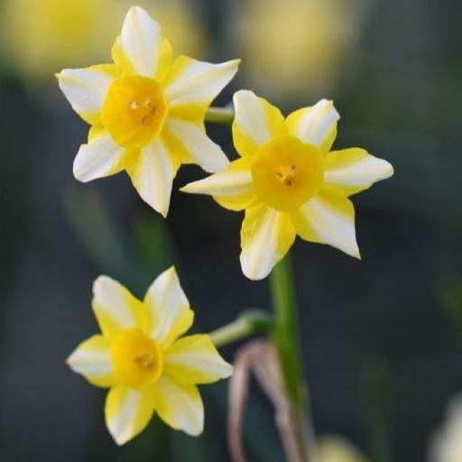 [A3024] Narcissus New Baby - ORG