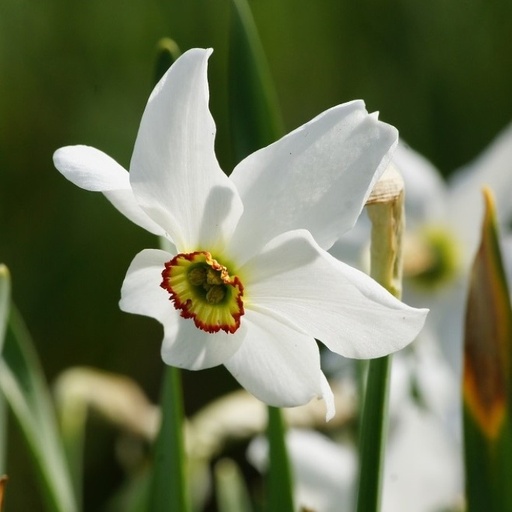 [A3017] Narcissus Recurvus - Poet's Narcissus - ORG