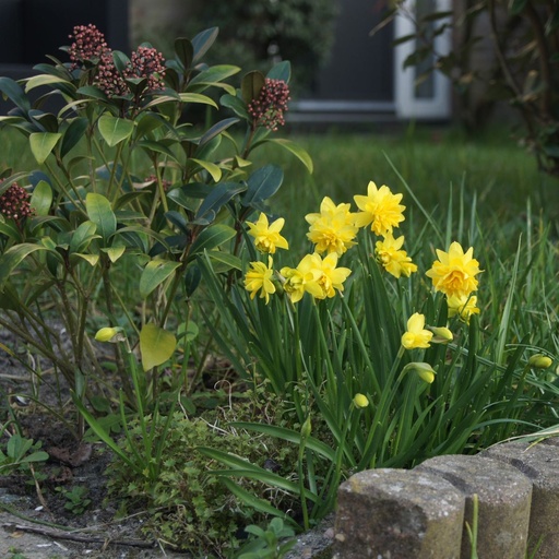 [A3019] Narcissus Tete Rosette - ORG