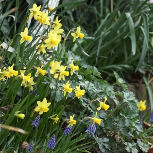 [A3005] Daffodil - Narcissus Tete-a-Tete - ORG