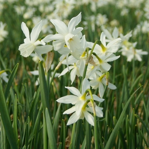 [A3003] Narcissus Thalia - ORG