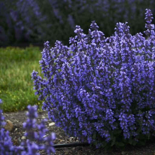 [X8054] Nepeta Cats Pyjamas - Catmint - ORG
