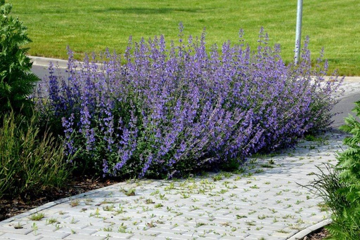 [X8025] Nepeta Walkers Low - Catmint - BIO