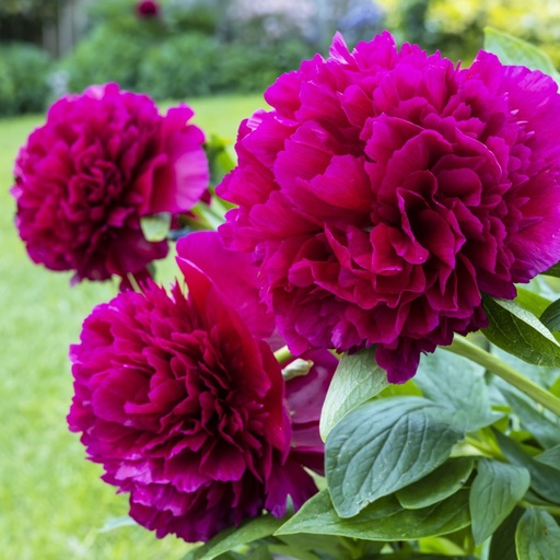 [X8055] Paeonia Karl Rosenfield - ORG