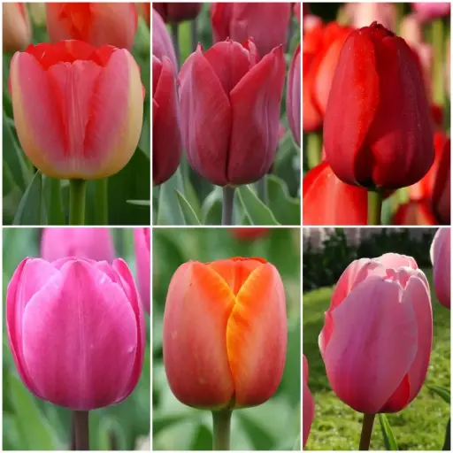 [AC99004] Collection Tall Tulips - ORG