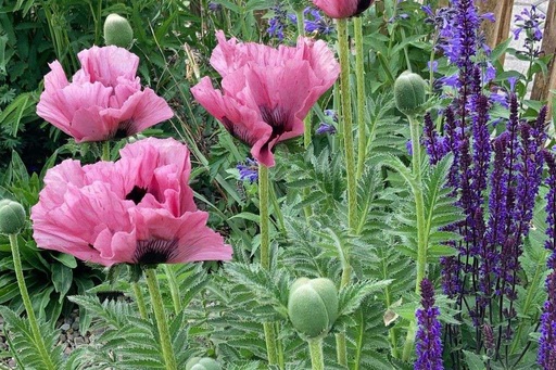 [B8057] Papaver Orientale Pink Perfection - ORG