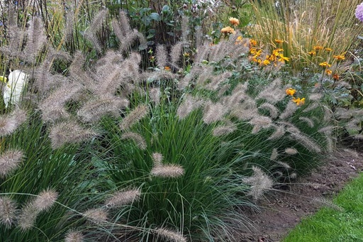 [X8026] Pennisetum Alopecuroides Hameln - ORG