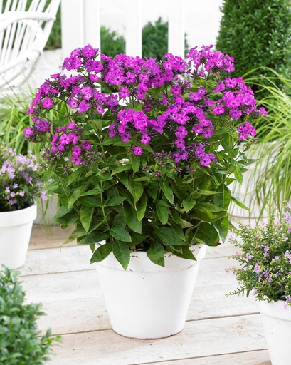 [X8030] Phlox pan. Famous Purple - ORG