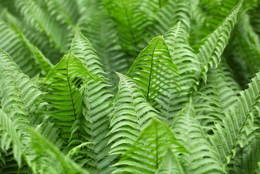 [X8058] Polystichum set. Herrenhausen - ORG