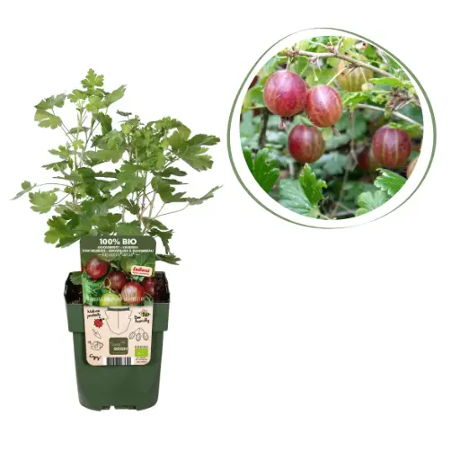 [F1003] Red gooseberry bush  - ORG
