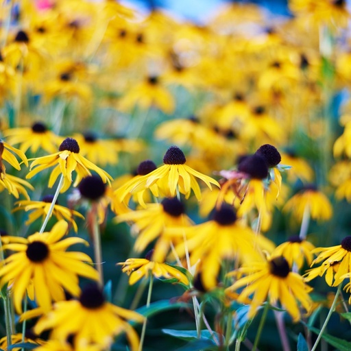 [X8034] Rudbeckia Goldsturm - ORG