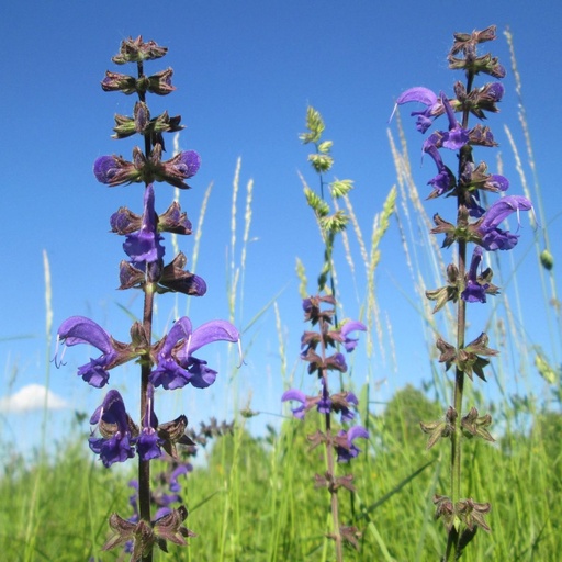 [X8037] Salvia Pratensis - ORG