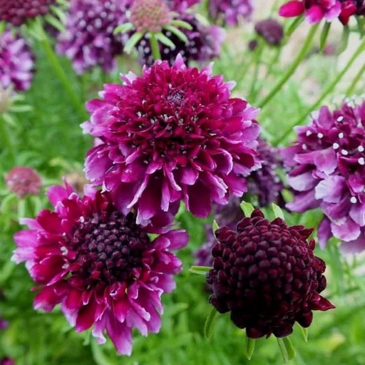[X8067] Scabiosa Barocca - ORG