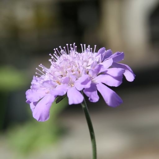 [X8038] Scabiosa Butterfly Blue - ORG