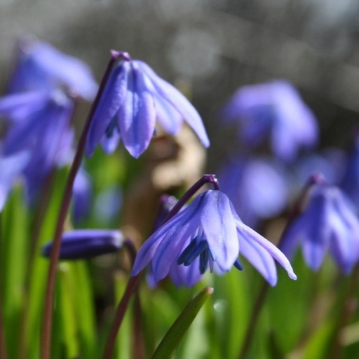 [A9012] Scilla Siberica - Siberian Squill - ORG